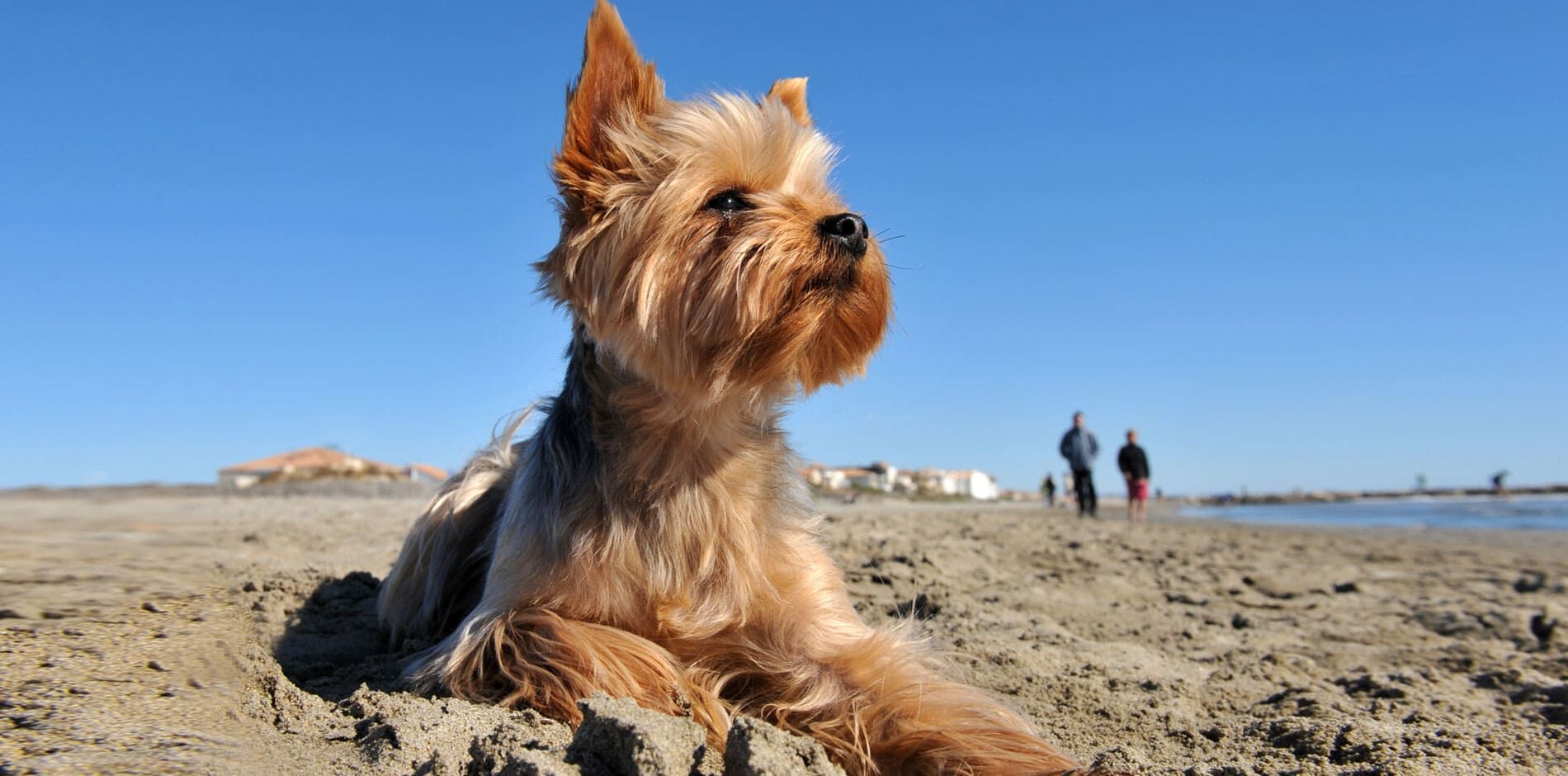 Animaux domestiques
