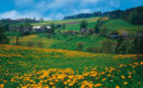 LANDHOTEL OSTERLAMM Gruenhain-Beierfeld