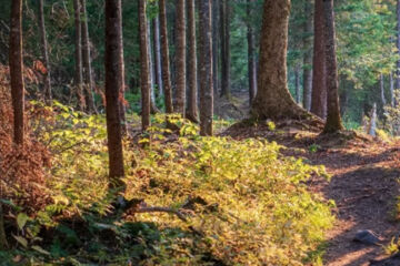 DEVA HOTEL RENCHTALBLICK Oberkirch